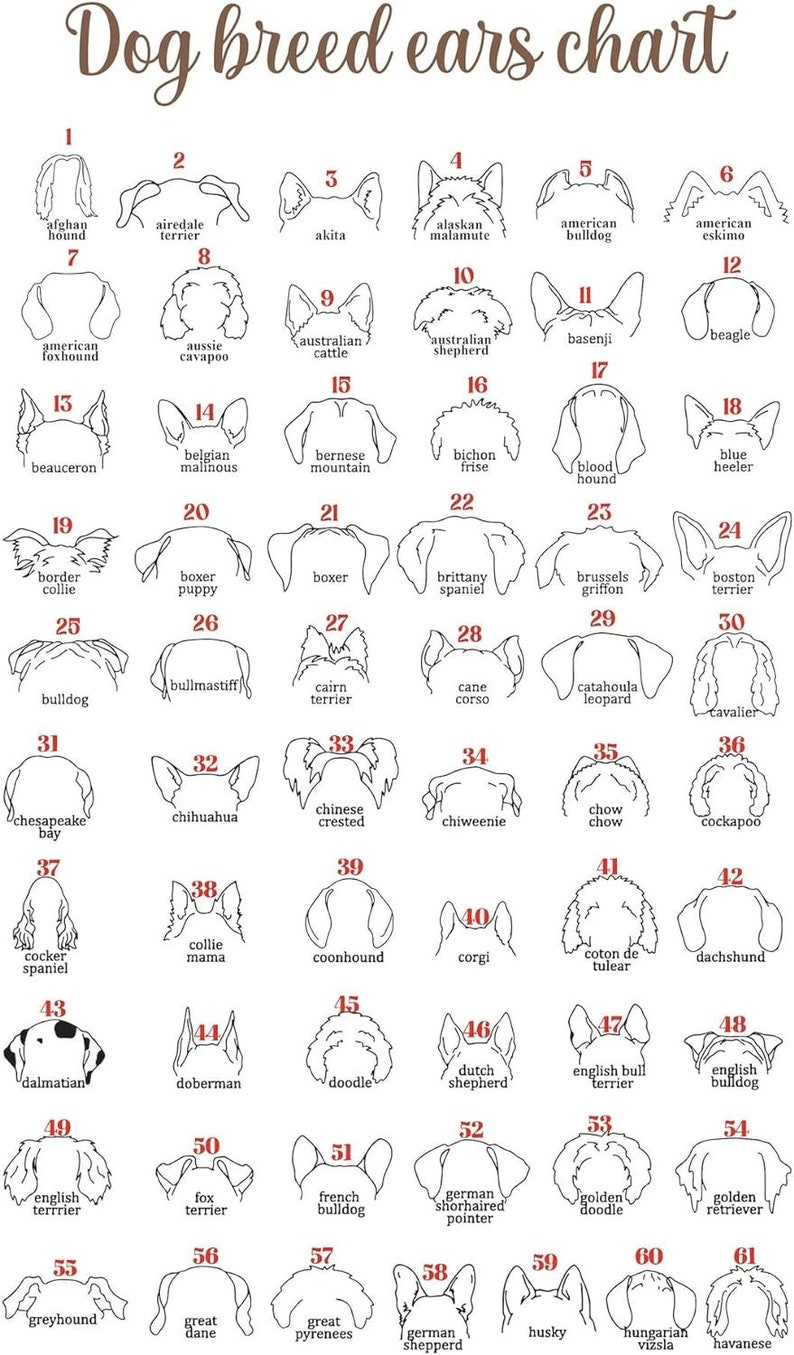 Personalized Loss of Pet Gift, Dog Memorial Gifts For Loss Of Dog, Memorial Pet Collar Holder, Memorial Frame Gift for Pet Lovers